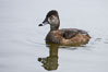 Ring-necked duck, female. Santee Lakes, California, USA. Image #15740