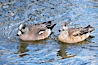 American wigeon, male (left) and female (right). Santee Lakes, Santee, California, USA. Image #15742