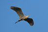 Great blue heron. La Jolla, California, USA. Image #15744
