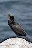 Double-crested cormorant, breeding plumage showing tufts. La Jolla, California, USA. Image #15745