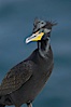 Double-crested cormorant, breeding plumage showing tufts. La Jolla, California, USA. Image #15746