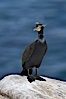 Double-crested cormorant, breeding plumage showing tufts. La Jolla, California, USA. Image #15748