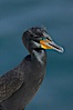 Double-crested cormorant, breeding plumage showing tufts. La Jolla, California, USA. Image #15749