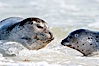 Pacific harbor seal, mother and pup. La Jolla, California, USA. Image #15750