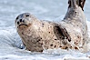 Pacific harbor seal. La Jolla, California, USA. Image #15751