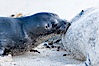 Pacific harbor seal, pup nursing. La Jolla, California, USA. Image #15755