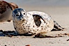 Pacific harbor seal pup. La Jolla, California, USA. Image #15763