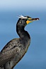 Double-crested cormorant, breeding plumage showing tufts. La Jolla, California, USA. Image #15784