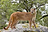 Mountain lion, Sierra Nevada foothills, Mariposa, California. Image #15791