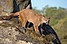 Mountain lion, Sierra Nevada foothills, Mariposa, California. Image #15792