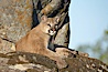 Mountain lion, Sierra Nevada foothills, Mariposa, California. Image #15793