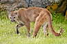 Mountain lion, Sierra Nevada foothills, Mariposa, California. Image #15794