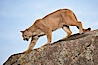Mountain lion, Sierra Nevada foothills, Mariposa, California. Image #15795