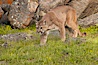 Mountain lion, Sierra Nevada foothills, Mariposa, California. Image #15796