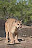 Mountain lion, Sierra Nevada foothills, Mariposa, California. Image #15797
