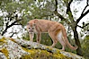 Mountain lion, Sierra Nevada foothills, Mariposa, California. Image #15799