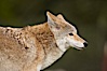 Coyote, Sierra Nevada foothills, Mariposa, California. Image #15870