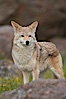 Coyote, Sierra Nevada foothills, Mariposa, California. Image #15872