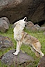 Coyote, Sierra Nevada foothills, Mariposa, California. Image #15873
