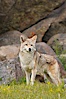 Coyote, Sierra Nevada foothills, Mariposa, California. Image #15879