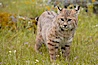 Bobcat, Sierra Nevada foothills, Mariposa, California. Image #15916