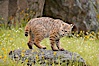Bobcat, Sierra Nevada foothills, Mariposa, California. Image #15917