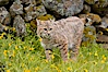 Bobcat, Sierra Nevada foothills, Mariposa, California. Image #15918
