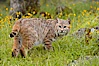 Bobcat, Sierra Nevada foothills, Mariposa, California. Image #15919