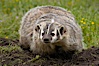 American badger.  Badgers are found primarily in the great plains region of North America. Badgers prefer to live in dry, open grasslands, fields, and pastures. Image #15947