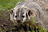 American badger.  Badgers are found primarily in the great plains region of North America. Badgers prefer to live in dry, open grasslands, fields, and pastures. Image #15948