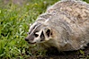 American badger.  Badgers are found primarily in the great plains region of North America. Badgers prefer to live in dry, open grasslands, fields, and pastures. Image #15949