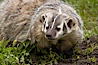 American badger.  Badgers are found primarily in the great plains region of North America. Badgers prefer to live in dry, open grasslands, fields, and pastures. Image #15950