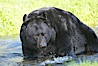 American black bear, adult male, Sierra Nevada foothills, Mariposa, California. Image #15981