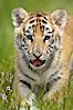 Siberian tiger cub, male, 10 weeks old. Image #15988