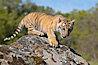 Siberian tiger cub, male, 10 weeks old. Image #15989
