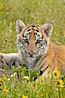 Siberian tiger cub, male, 10 weeks old. Image #15990