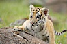 Siberian tiger cub, male, 10 weeks old. Image #15991