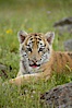 Siberian tiger cub, male, 10 weeks old. Image #15992