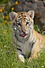 Siberian tiger cub, male, 10 weeks old. Image #15993