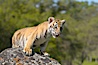 Siberian tiger cub, male, 10 weeks old. Image #15994