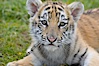 Siberian tiger cub, male, 10 weeks old. Image #15995