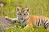 Siberian tiger cub, male, 10 weeks old. Image #15996