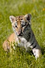 Siberian tiger cub, male, 10 weeks old. Image #15997
