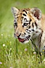Siberian tiger cub, male, 10 weeks old. Image #15998
