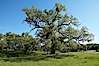 Oak tree, Sierra Nevada foothills. Mariposa, California, USA. Image #16047
