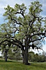 Oak trees and grass cover the countryside in green, spring, Sierra Nevada foothills. Mariposa, California, USA. Image #16048
