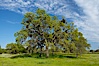 Oak trees and grass cover the countryside in green, spring, Sierra Nevada foothills. Mariposa, California, USA. Image #16049