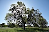 Oak trees and grass cover the countryside in green, spring, Sierra Nevada foothills. Mariposa, California, USA. Image #16050