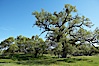 Oak trees and grass cover the countryside in green, spring, Sierra Nevada foothills. Mariposa, California, USA. Image #16051