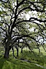 Oak trees and grass cover the countryside in green, spring, Sierra Nevada foothills. Mariposa, California, USA. Image #16052